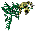 raintree-logo-150x